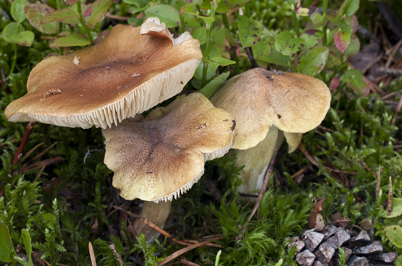 Tricholoma aestuans